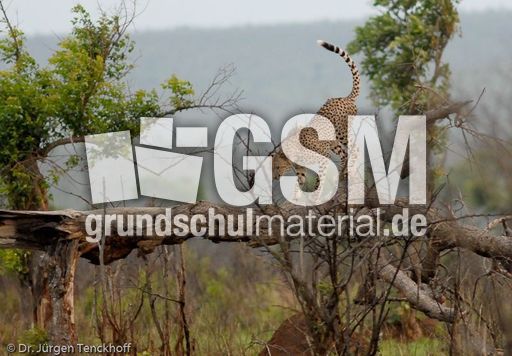 Gepard (37 von 41).jpg